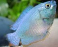 /album/hs-peixes-ornamentais/colisa-azul-jpg/